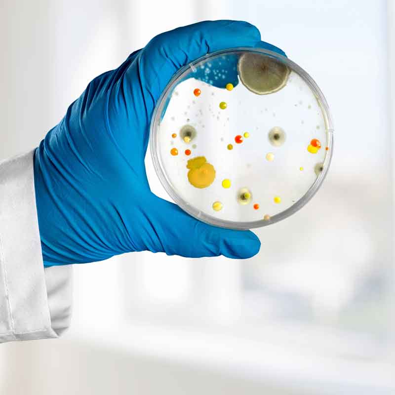 Petrischale mit Probe bei der Hygieneinspektion